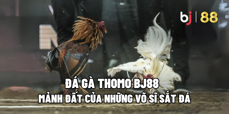 Đá Gà Thomo BJ88: Mảnh Đất Của Những Võ Sĩ Sắt Đá 1 đá gà thomo